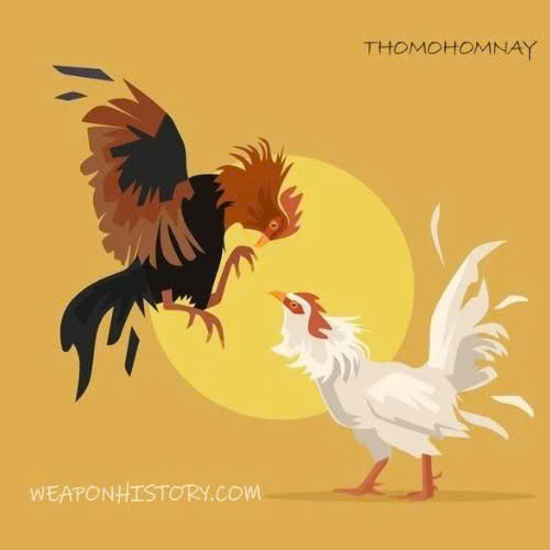 Profile photo for @thomohomnayzacht