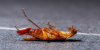 image for link to Cockroaches Pest Control Treatment & Exterminator Services