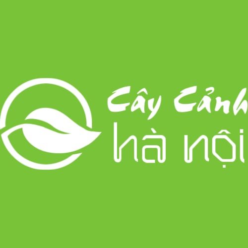 Profile photo for @mtvcaycanhhanoi