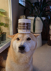 image for link to 15% off Fera Pets
