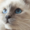image for link to TEMPTATIONS Cat Treats!