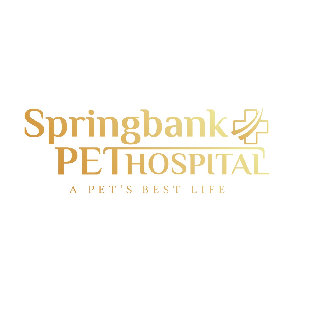 Profile photo for @springbankpet