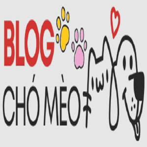 Profile photo for @blogchomeoinfo