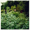 image for link to  All Things Must Pass (Daro'sMix) 