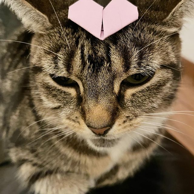 Instagram post: I 💗treats #cats #cat #catsofinstagram #catlife #cutecat #kitten #funnycats #catvideos #tabby #tabbycat