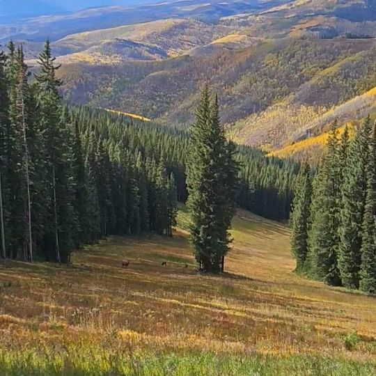 Instagram post: Some of the best Fall views one could ask for😊🙌! #bestviews #mtbviews #mountainbiking #mtb #fallcolors the whole #waydown #vailcolorado