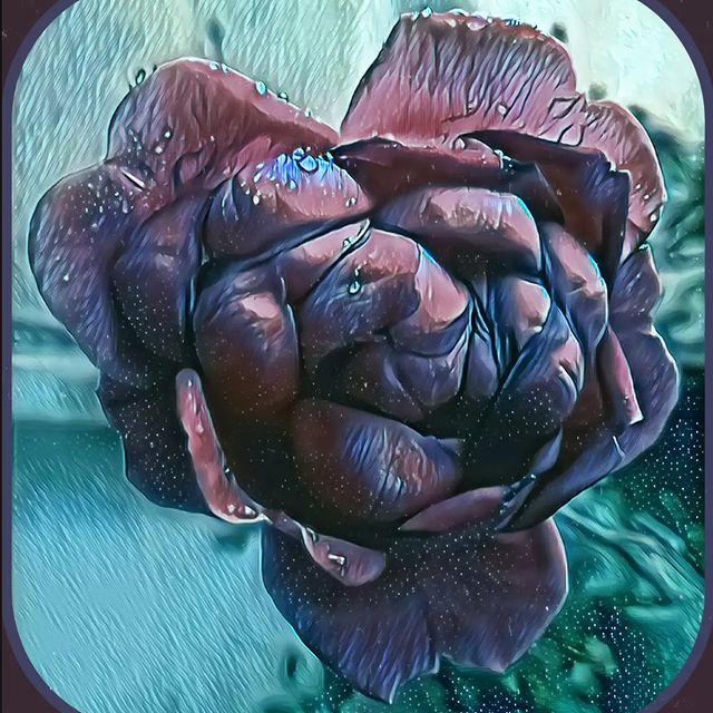 Instagram post: I suppose that flowers, when they’re through blooming, have some sort of awareness of some purpose having been served. Flowers didn’t ask...
