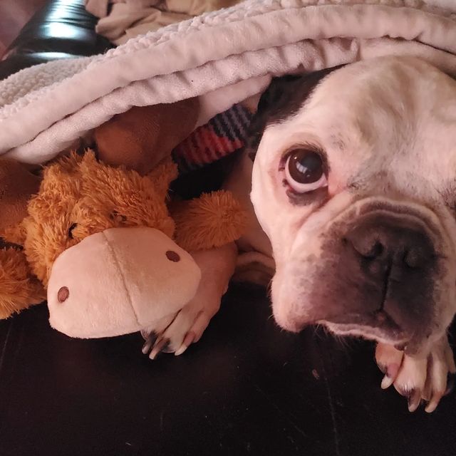 Instagram post: On February 21 my beautiful baby boy Baxter left me. I have spent so long trying to build up the fortitude to post these photos of him, a...