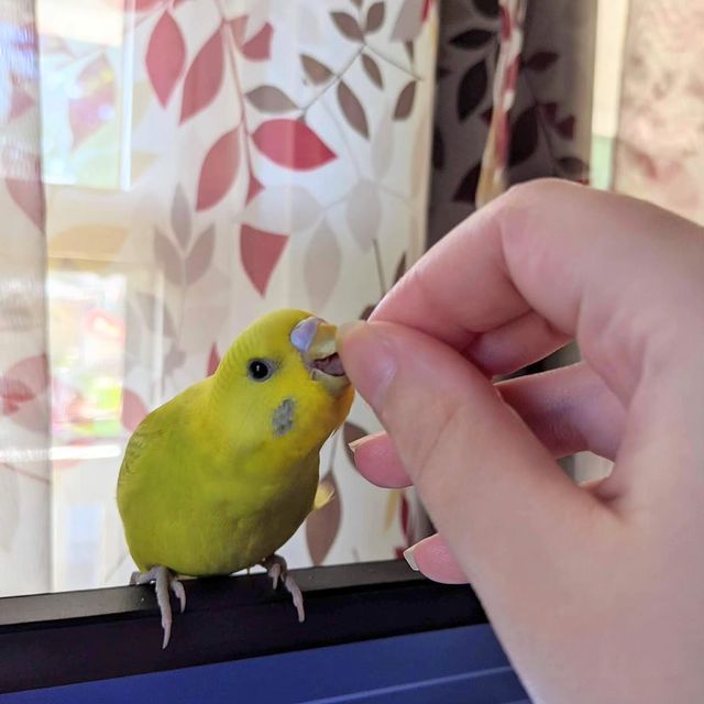 Instagram post: Glutton for millet. #Budgie #Parakeet #Parrot #Bird #Pet #Budgerigar