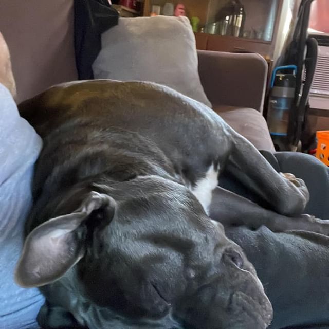 Instagram post: Such a lazy dog lol