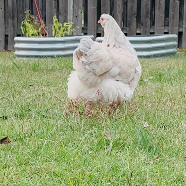 Instagram post: Orpingtons, the big booty girls of chickens. 🍑 Meet Lottie, my sweet porcelain Orpington! #chickensofinstagram #orpingtonchicken #sassyc...