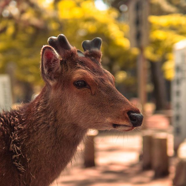Instagram post: Nara 🦌 #Nara #NaraJapan #NaraDeer #NaraPark #NaraTrip #NaraTravel #NaraCity #NaraPhotography #NaraCulture #NaraTemples #NaraShrine #Nara...