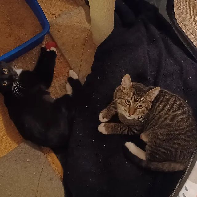 Instagram post: Please welcome Bob (brown tabby with white feet), he is the sibling to Debbie (tuxedo) who we had trapped first. We rescued them from the...