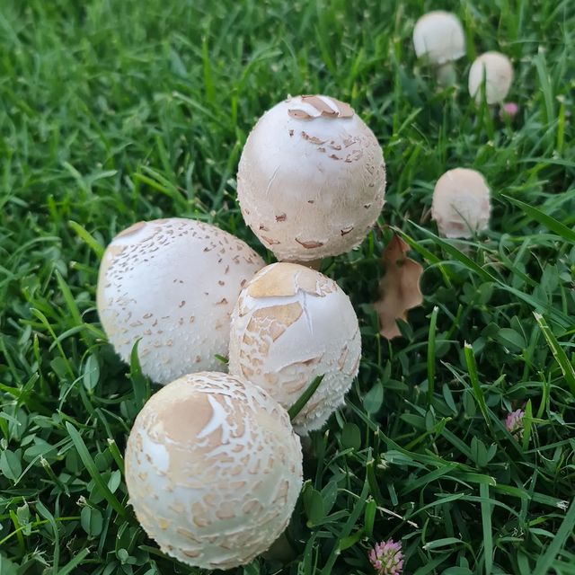 Instagram post: Clearing my photos from my phone. I don't have #mushroom left. . . . . . #photooftheday #instagood #dadjokes #nature #fungi #instagram