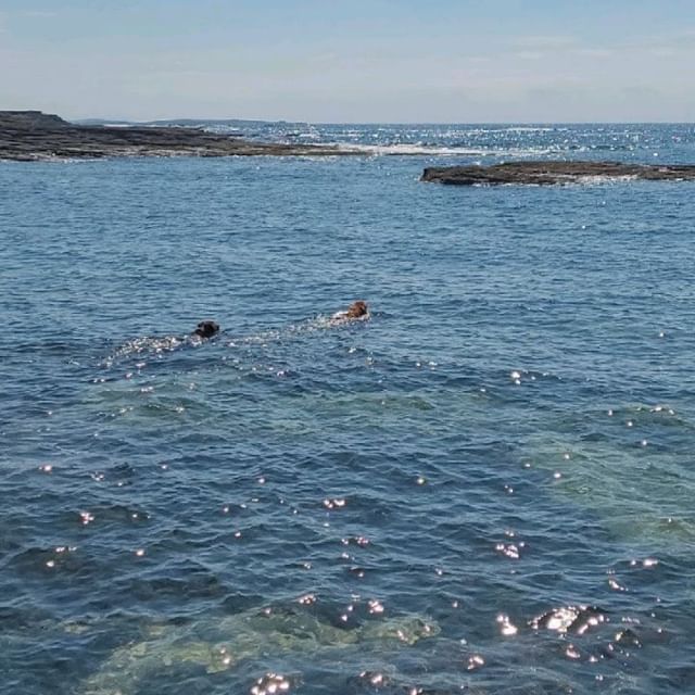 Instagram post: Summer at home. We do love dogs and a sing along.